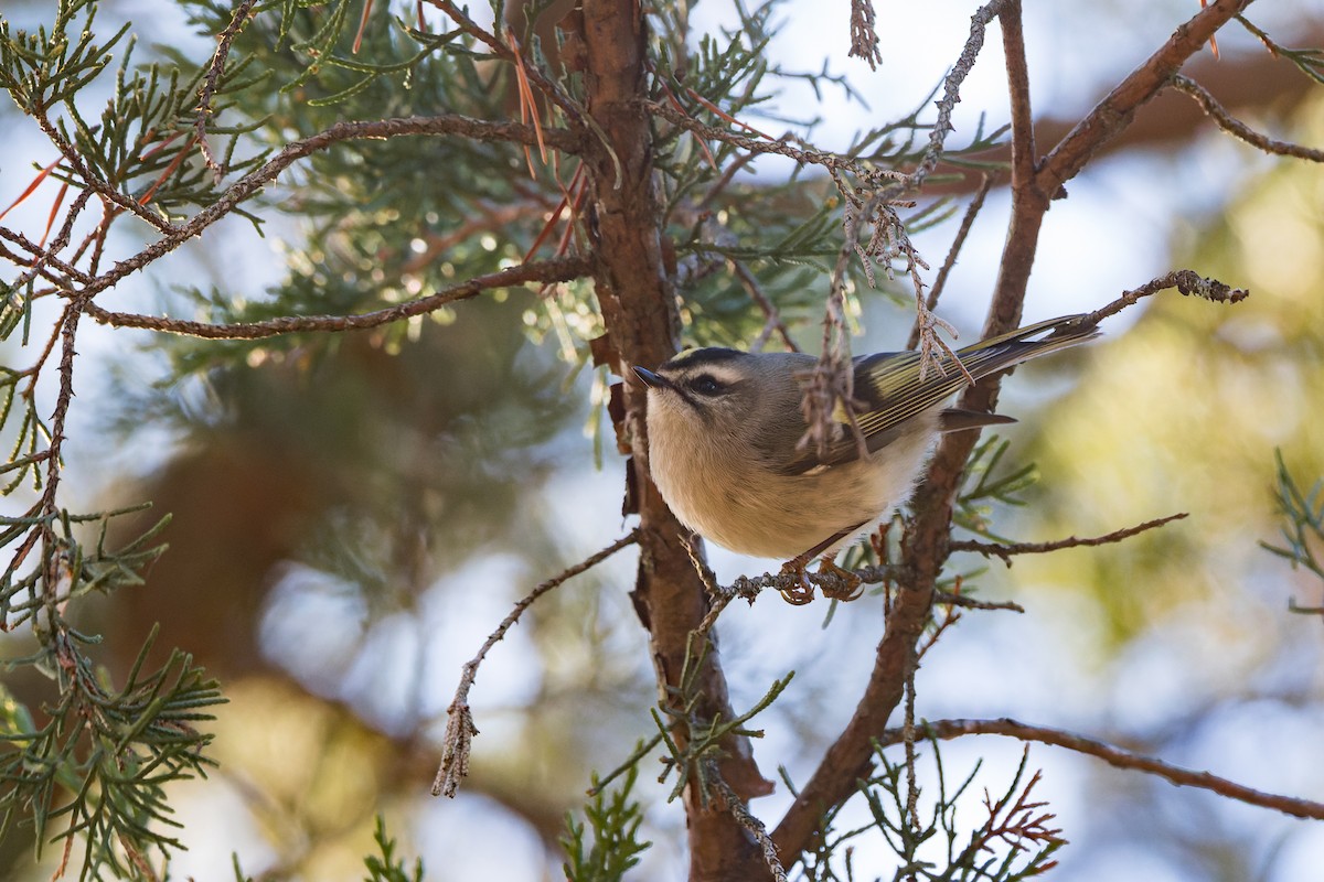 králíček zlatohlavý - ML646375172