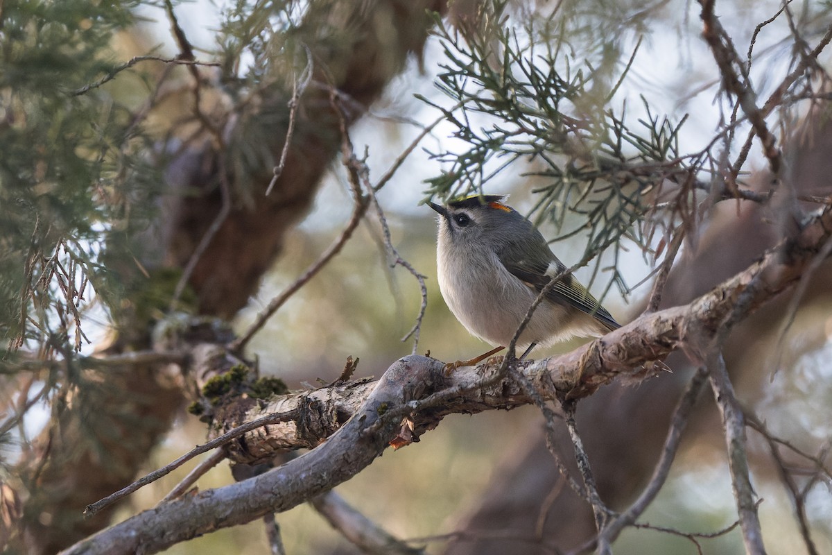 králíček zlatohlavý - ML646375173