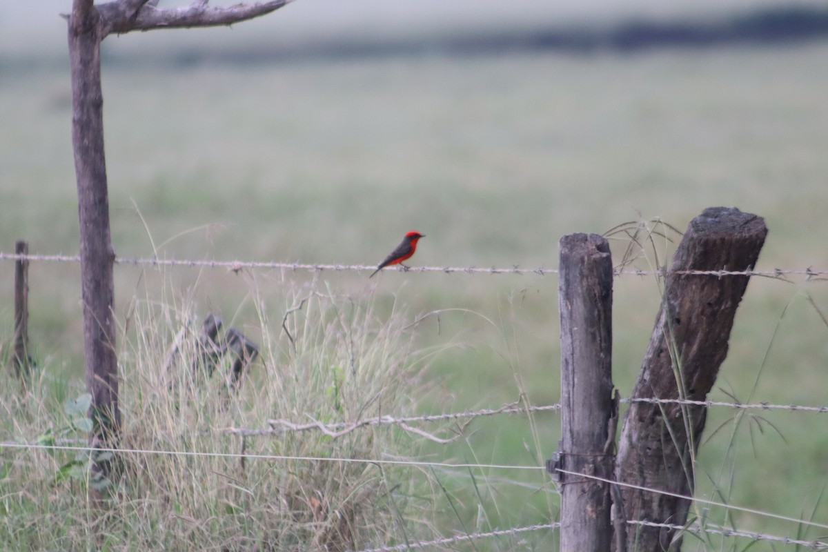 Vermilion Flycatcher - ML646375174