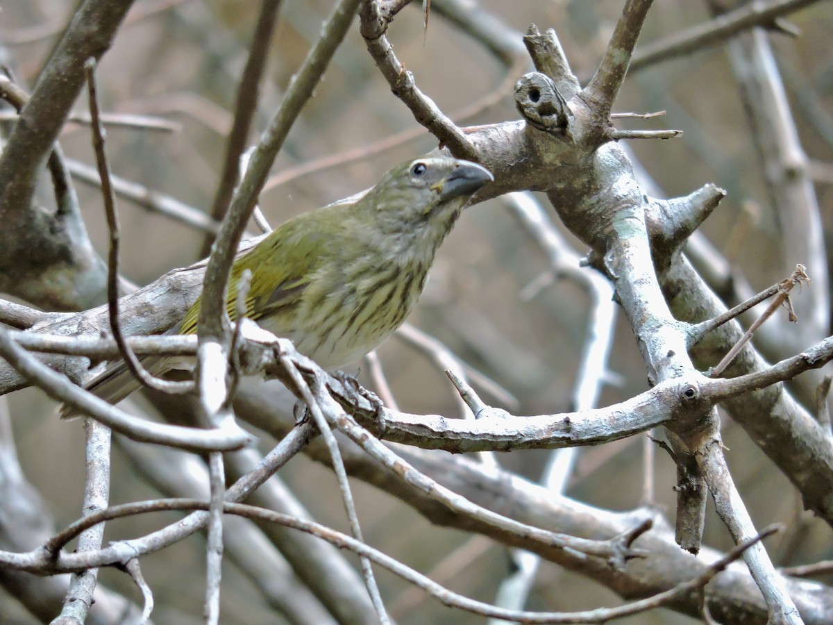 Streaked Saltator - ML646375175