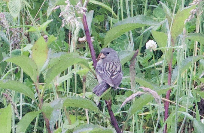 Plumbeous Sierra Finch (Northern) - ML646375176