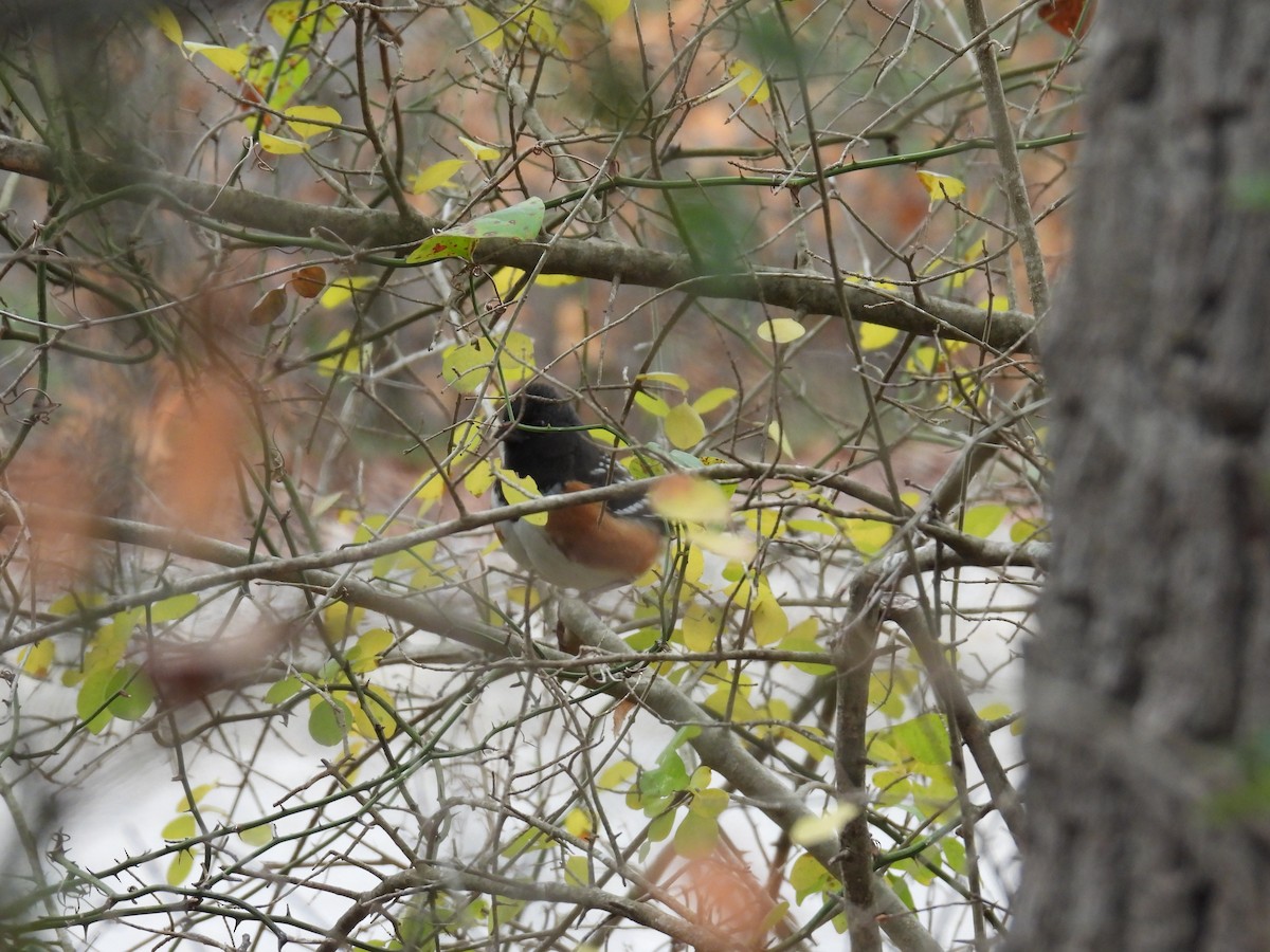 Spotted Towhee - ML646375177