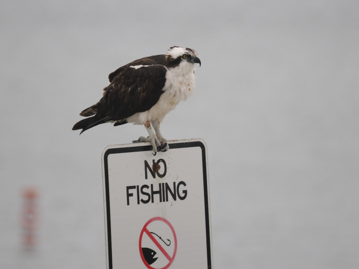 Osprey - ML646375178