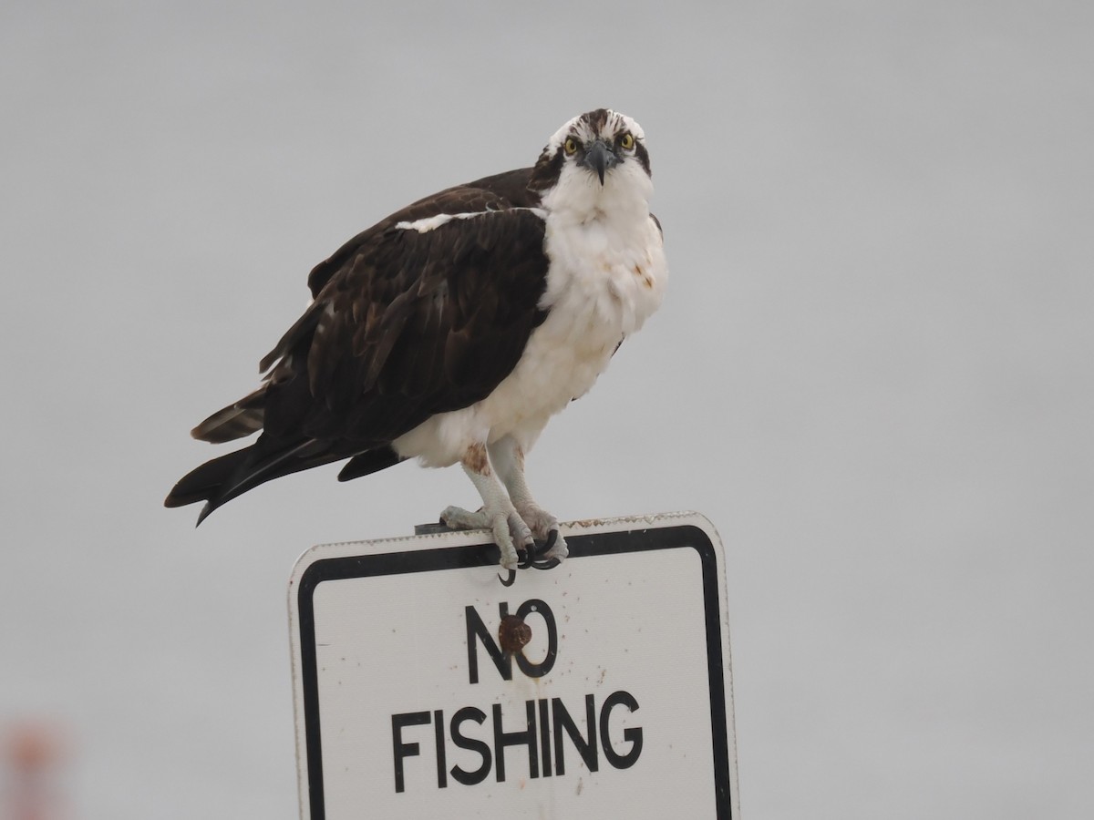 Osprey - ML646375181