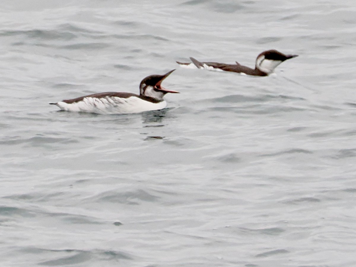 Common Murre - ML646375183