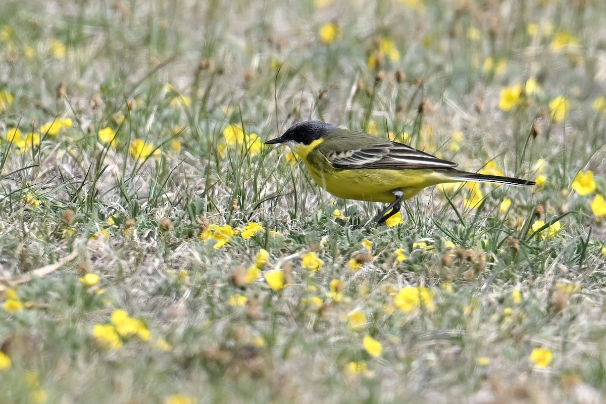 Eastern Yellow Wagtail - ML646375190