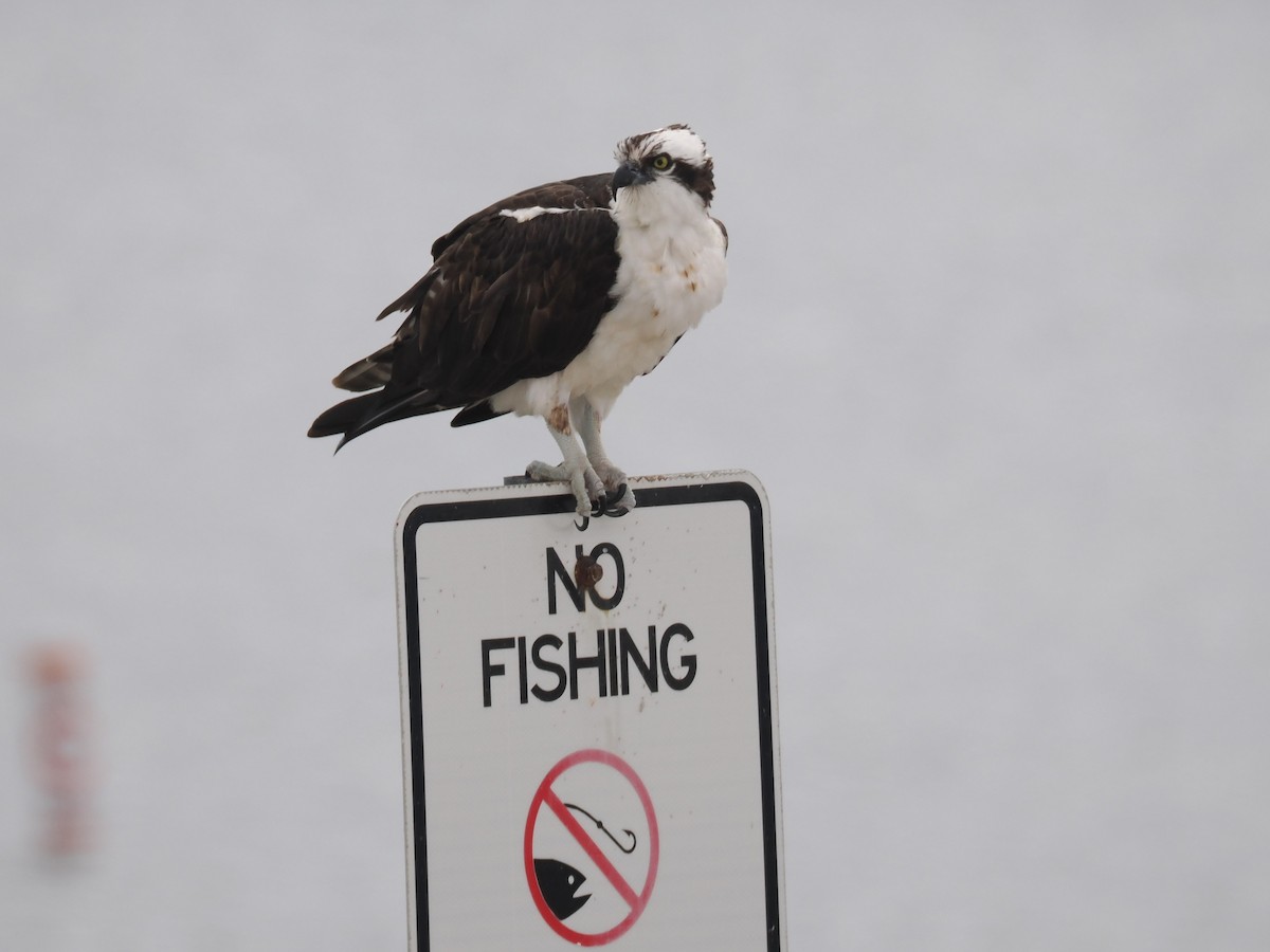 Osprey - ML646375194