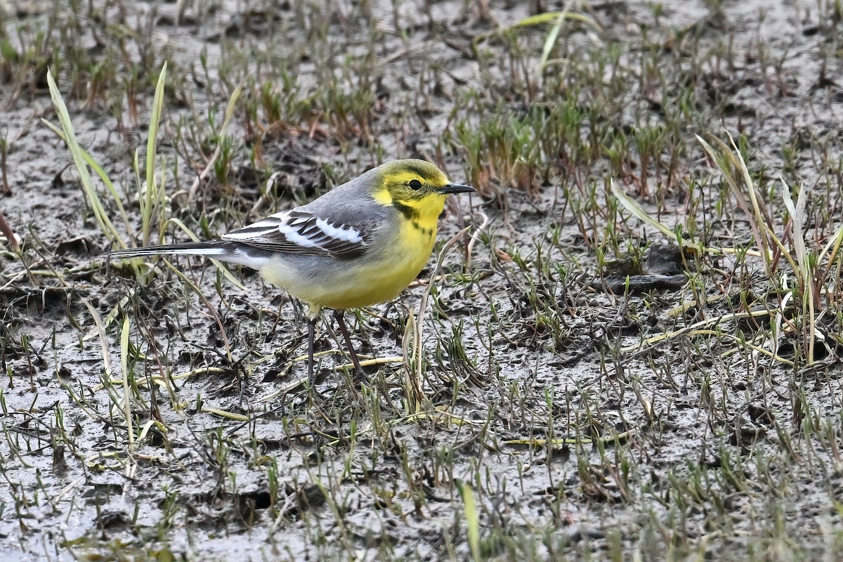 Cutrettola testagialla orientale - ML646375195