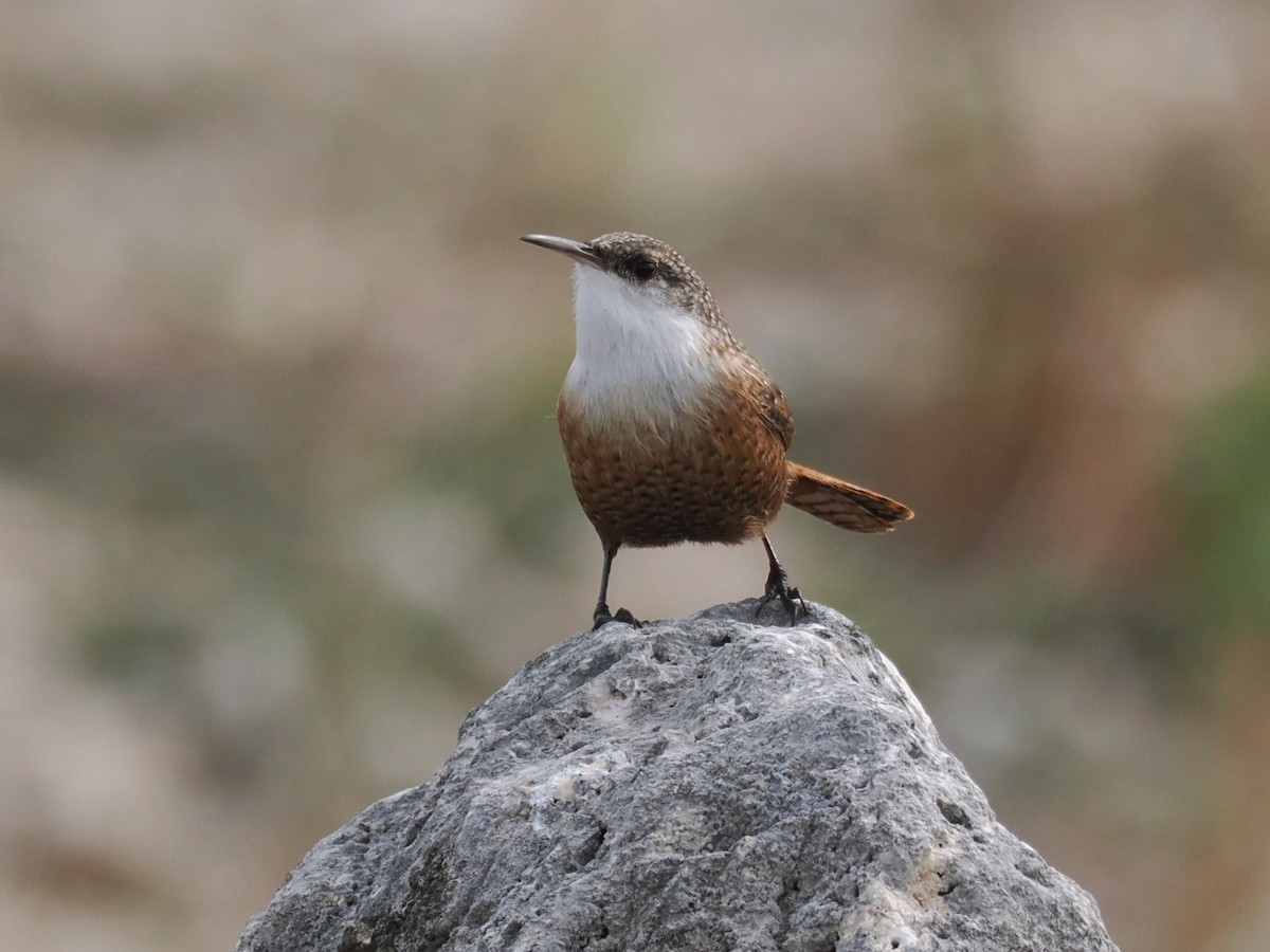 Canyon Wren - ML646375196