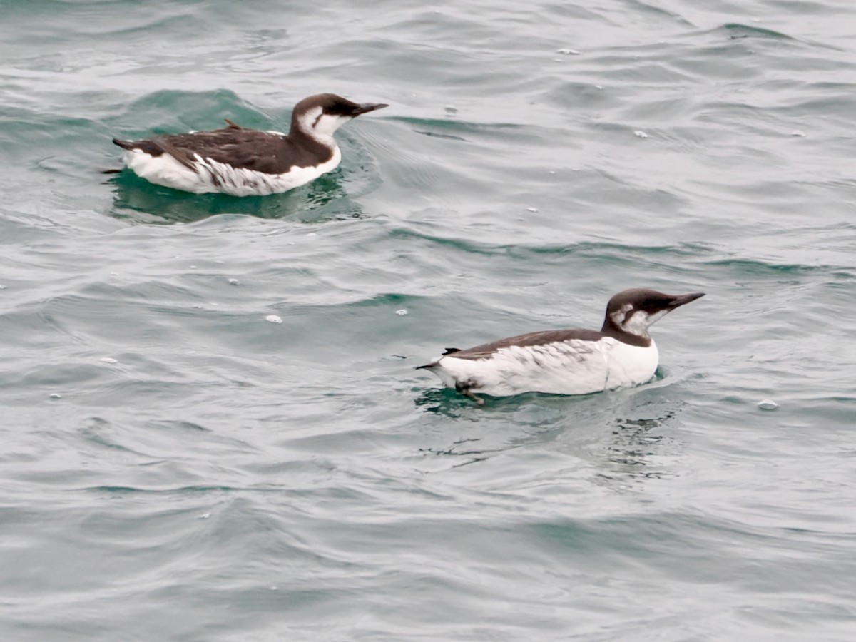 Common Murre - ML646375197
