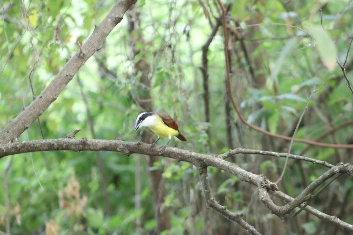 Great Kiskadee - ML646375198