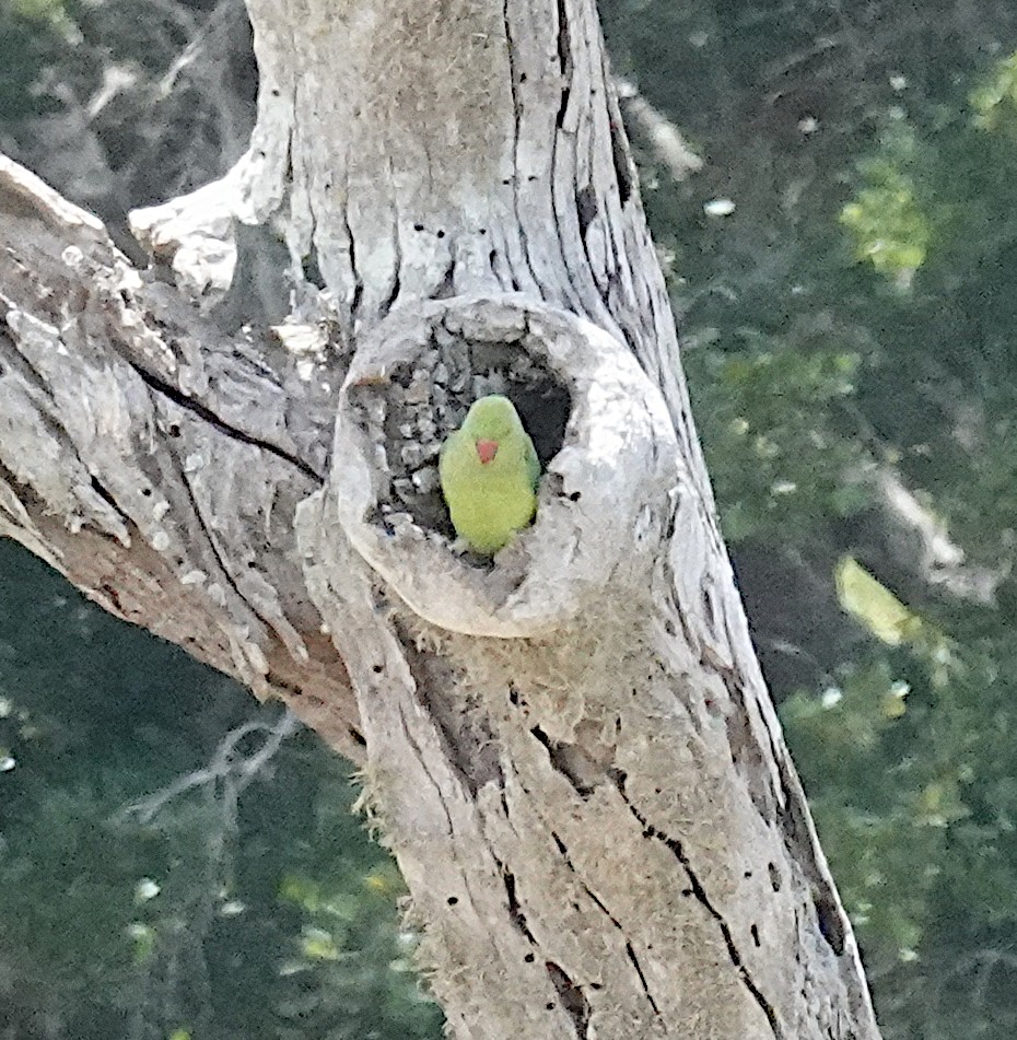Rose-ringed Parakeet - ML646375199