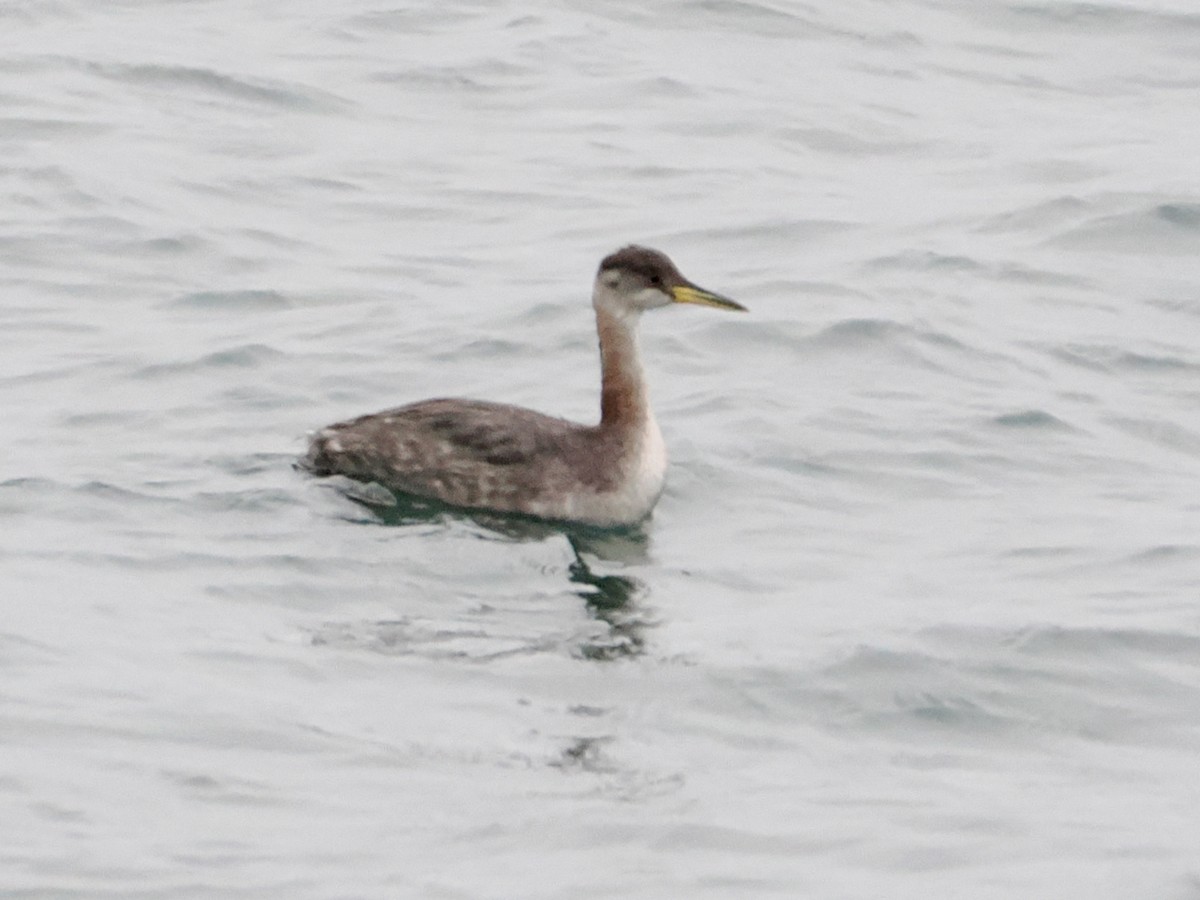 Red-necked Grebe - ML646375201