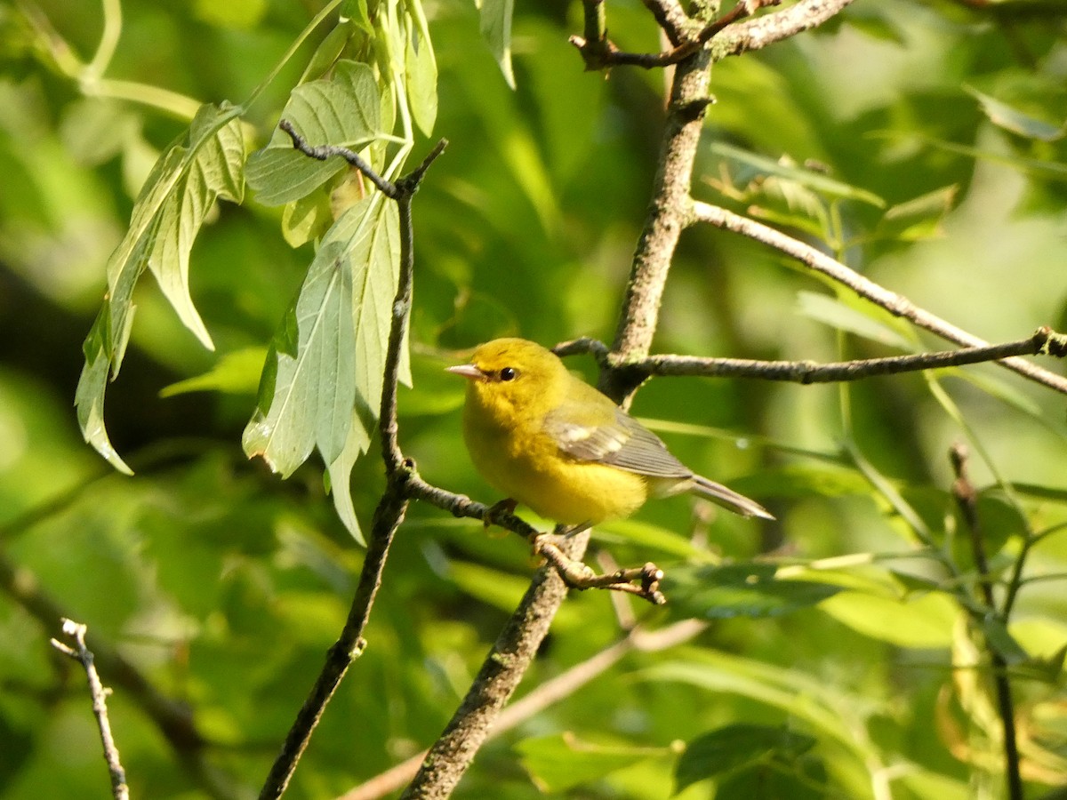 Blue-winged Warbler - ML646375204