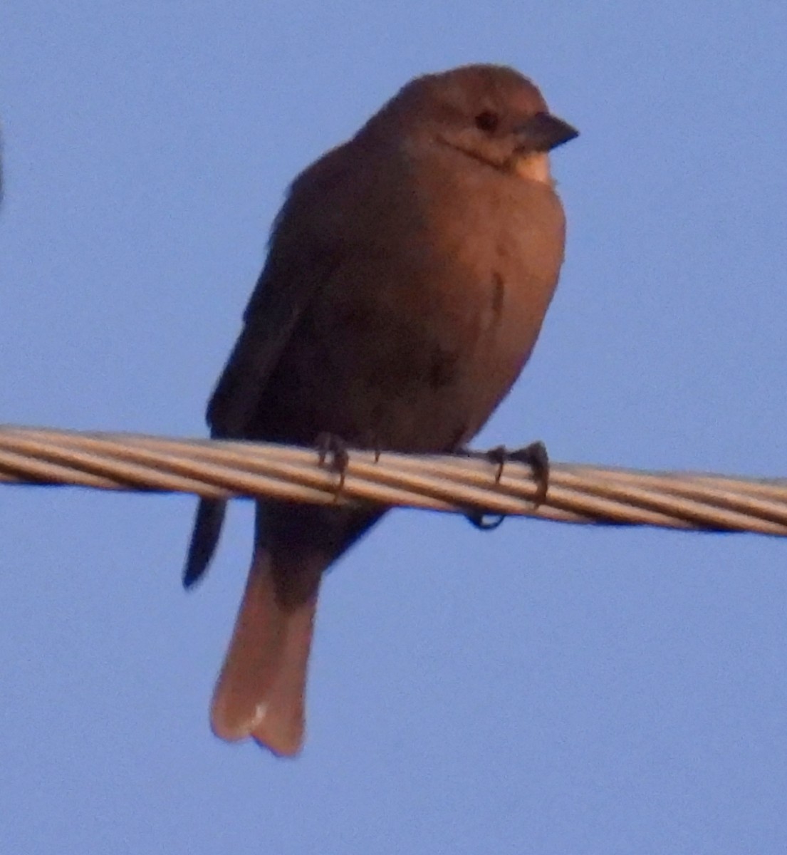 Brown-headed Cowbird - ML646375205