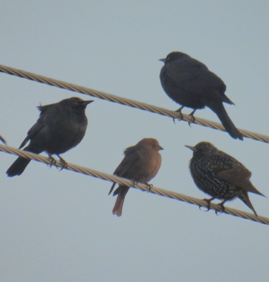 Brown-headed Cowbird - ML646375206