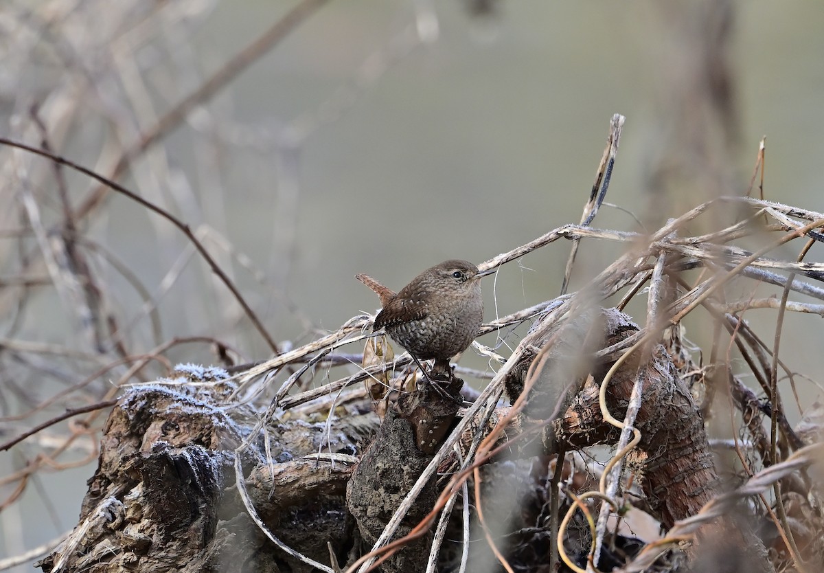 Winter Wren - ML646375207