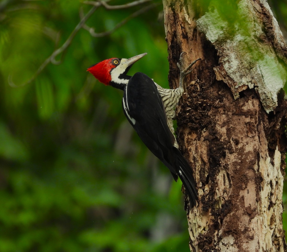 Crimson-crested Woodpecker - ML646375208