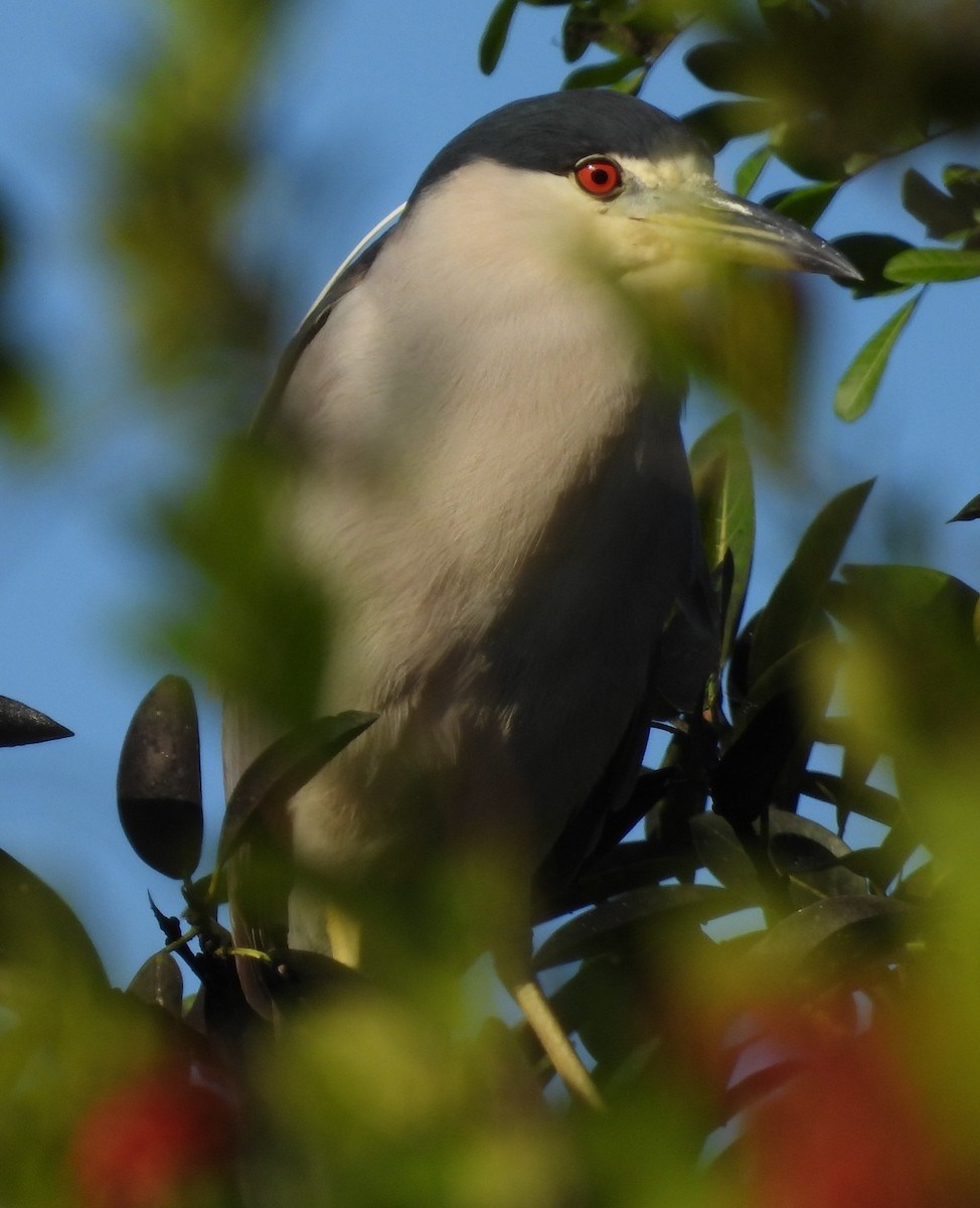 Black-crowned Night Heron - ML646375209