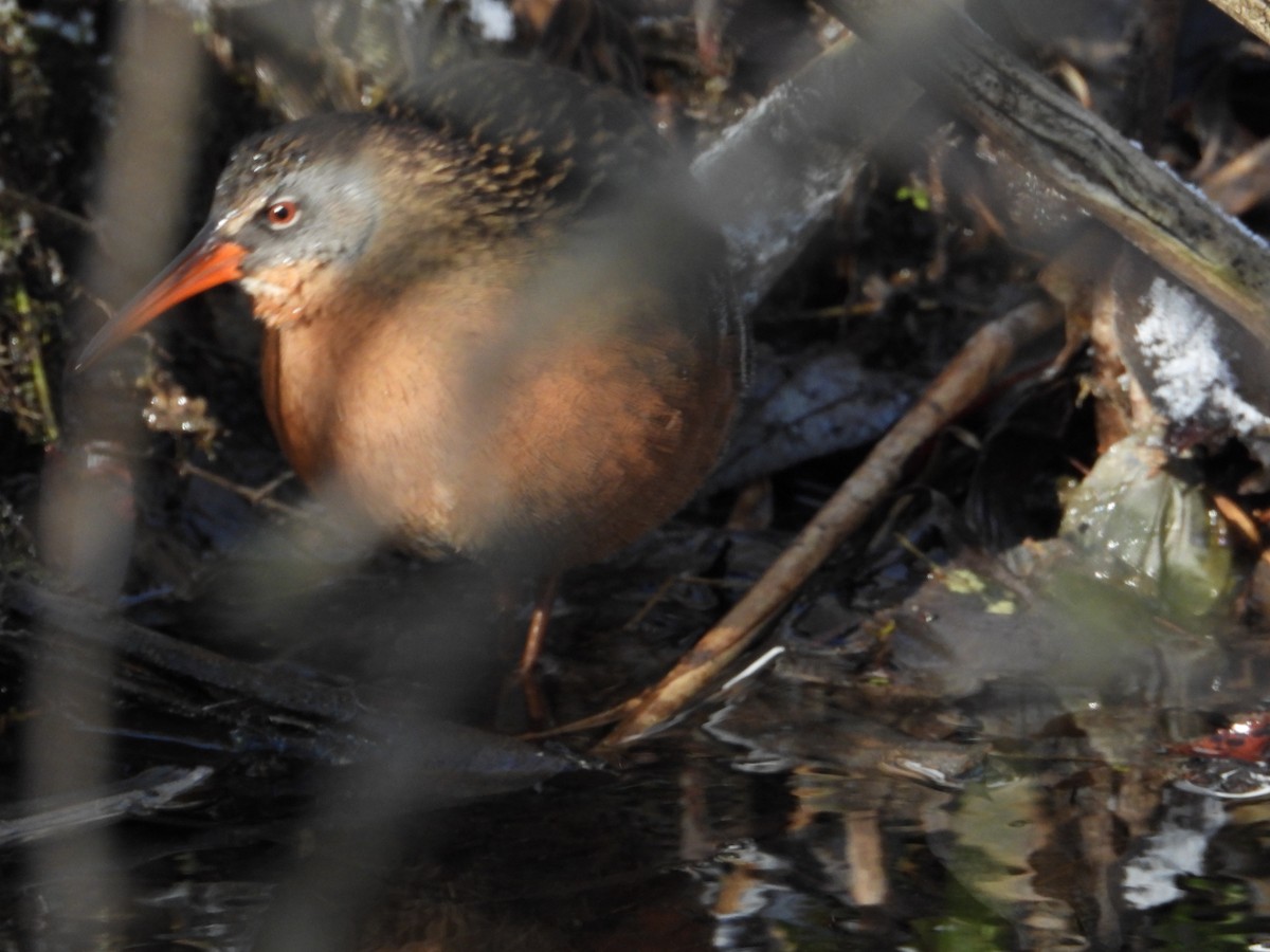 Virginia Rail - ML646375210