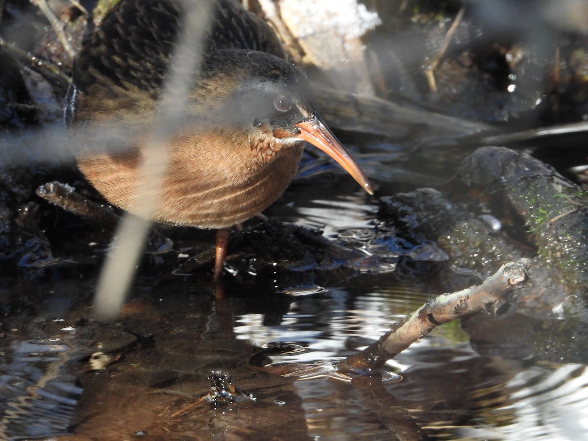 Virginia Rail - ML646375211