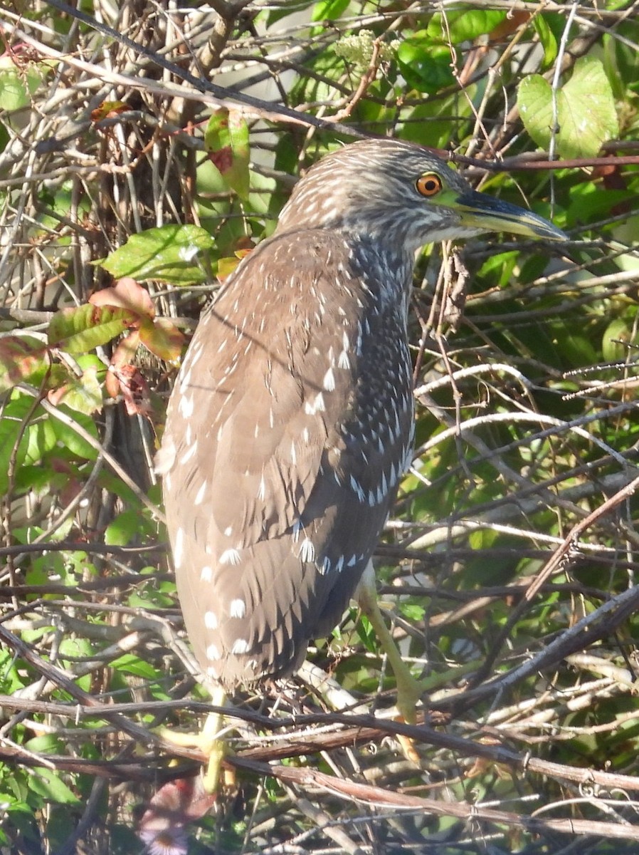 Black-crowned Night Heron - ML646375213