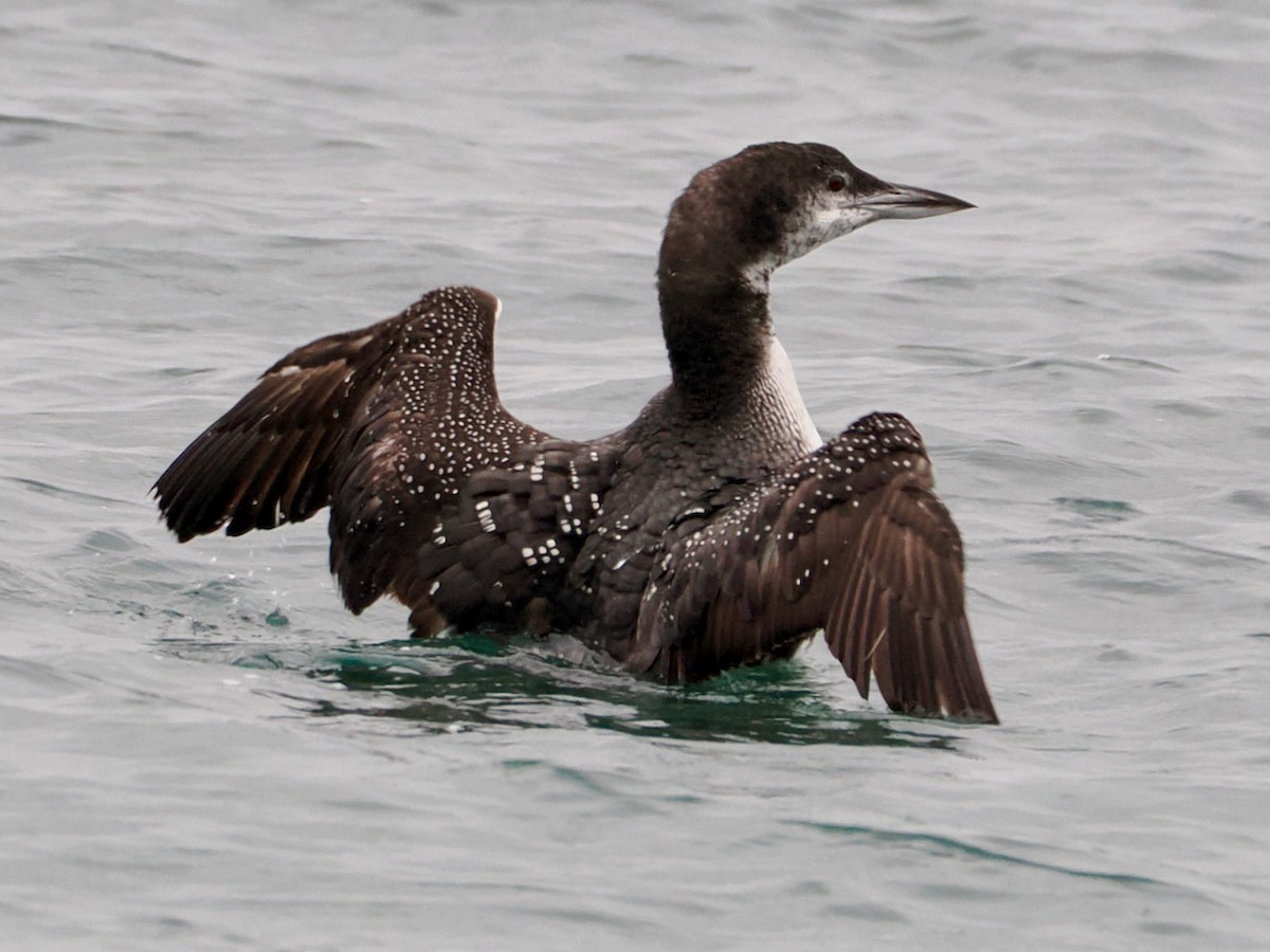 Common Loon - ML646375215