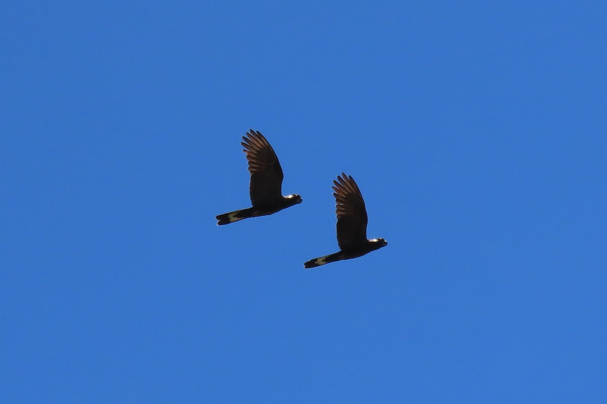 Carnaby's Black-Cockatoo - ML646375217