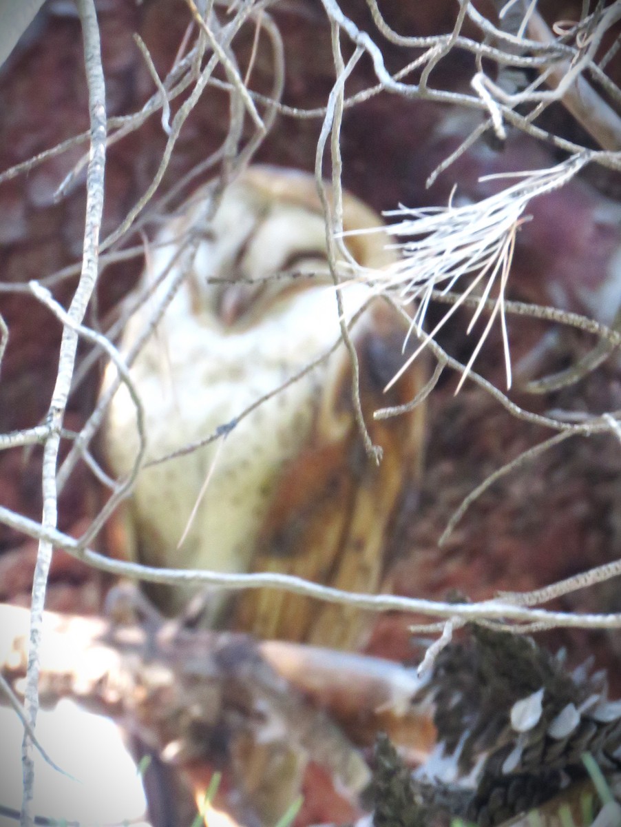 American Barn Owl - ML646375219