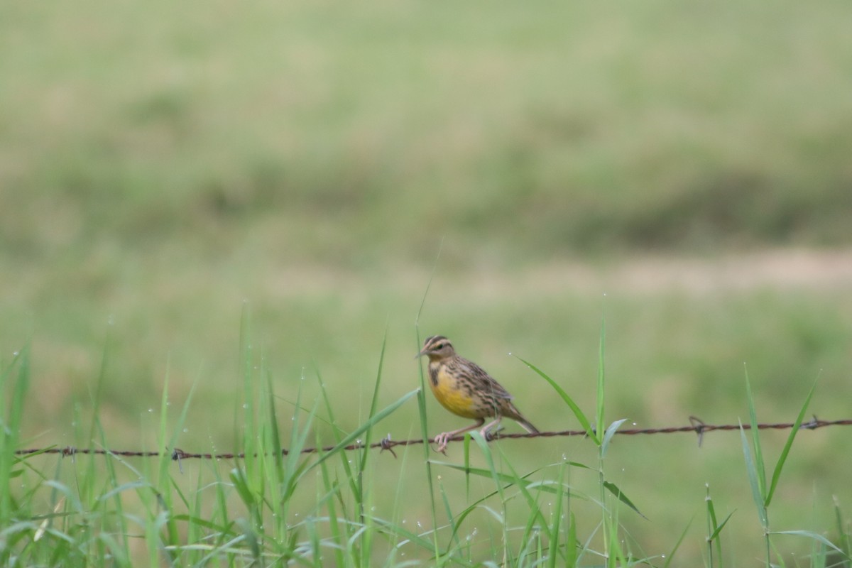 Eastern Meadowlark - ML646375220