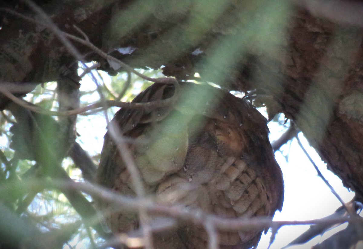 American Barn Owl - ML646375221