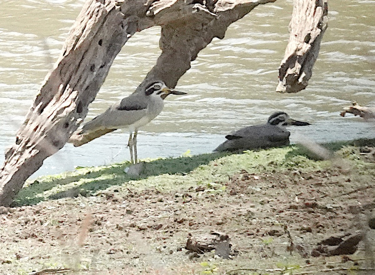 Great Thick-knee - ML646375225