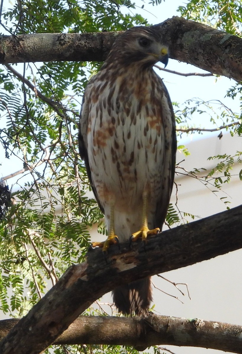 Red-shouldered Hawk - ML646375226