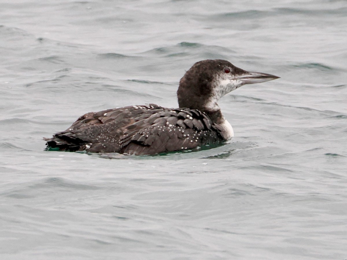Common Loon - ML646375227