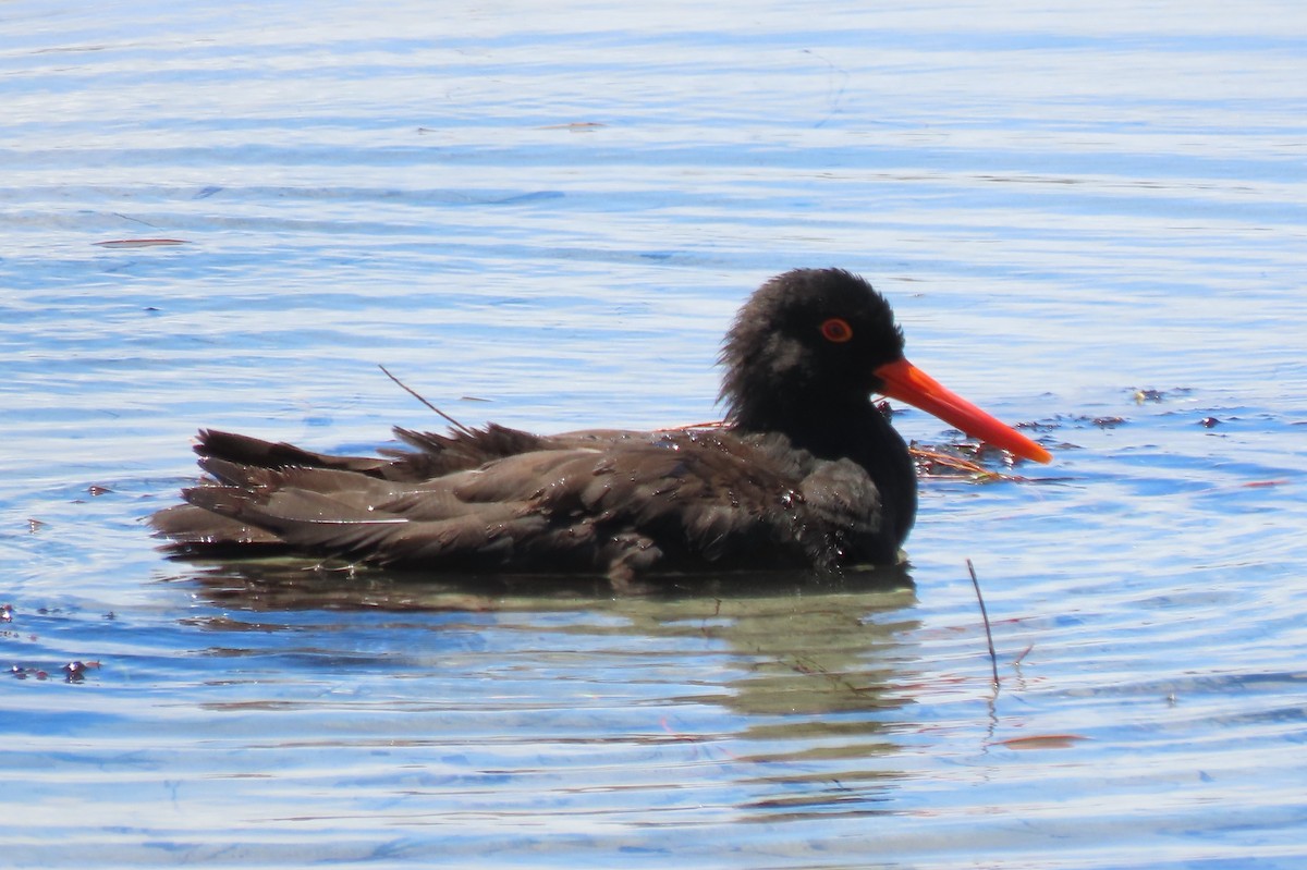 Sooty Oystercatcher - ML646375228