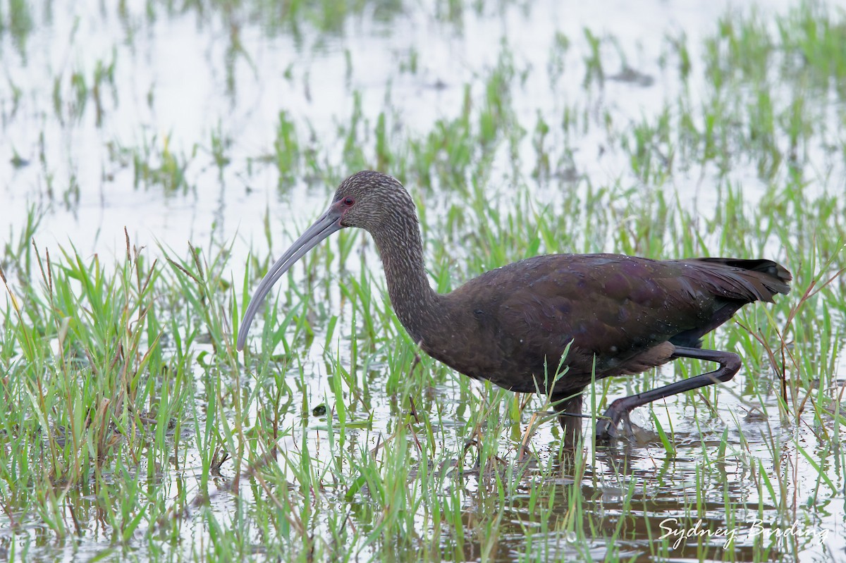 White-faced Ibis - ML646375229