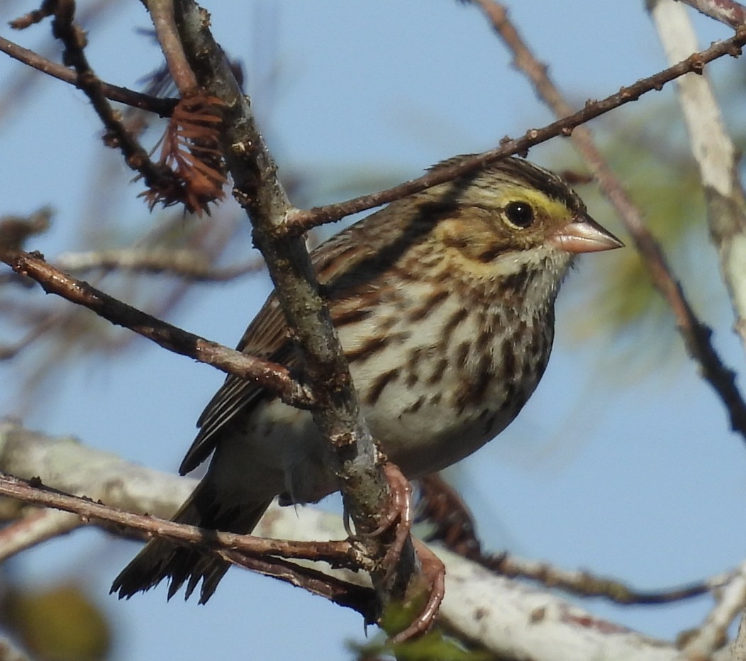 Savannah Sparrow - ML646375230