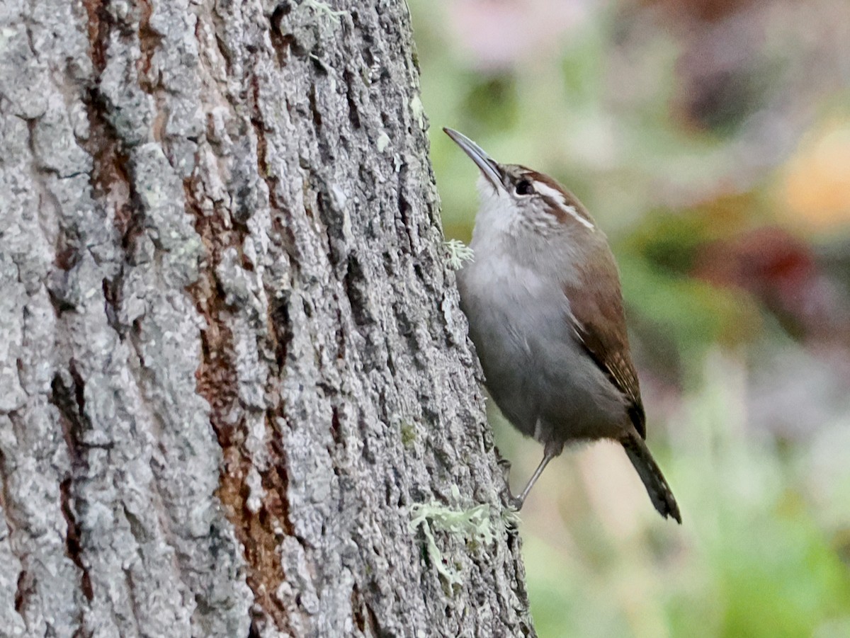 Bewick's Wren - ML646375232