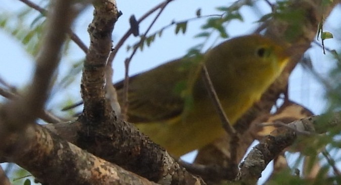 Northern Yellow Warbler - ML646375233