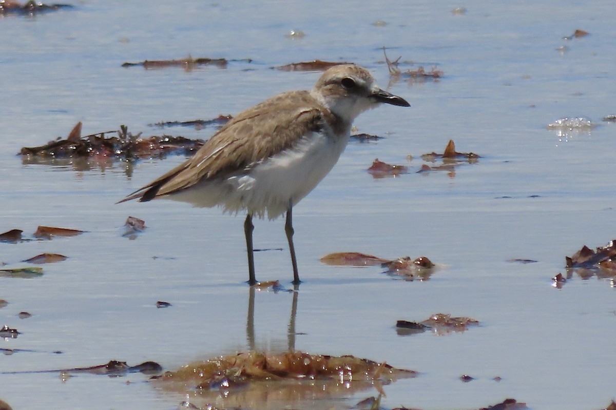 Greater Sand-Plover - ML646375234