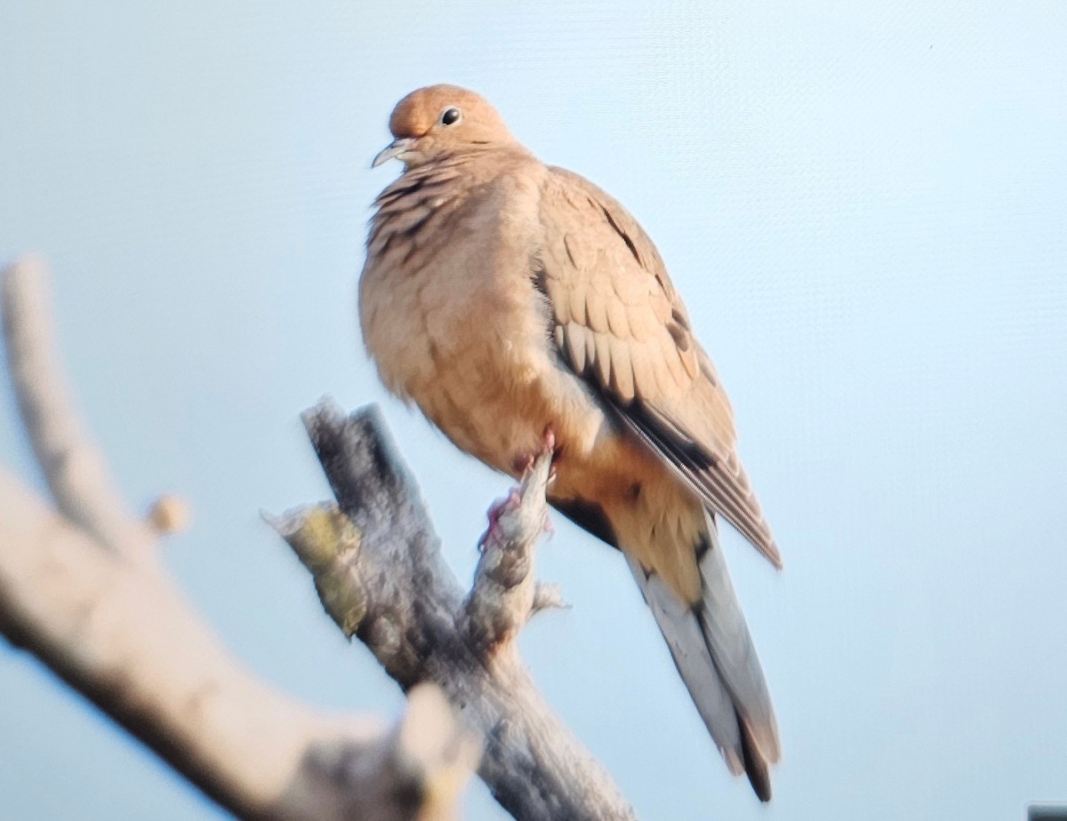 Mourning Dove - ML646375235