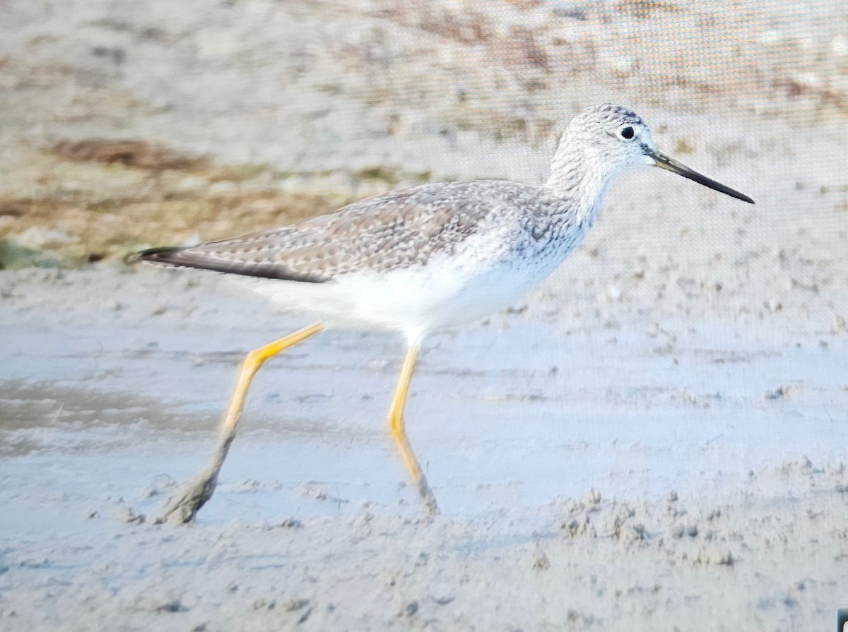 Greater Yellowlegs - ML646375236