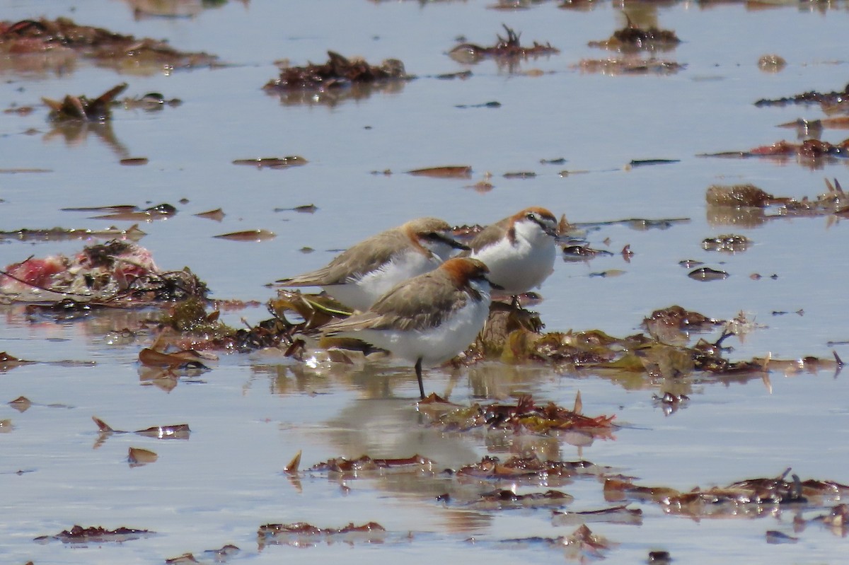 Red-capped Plover - ML646375237