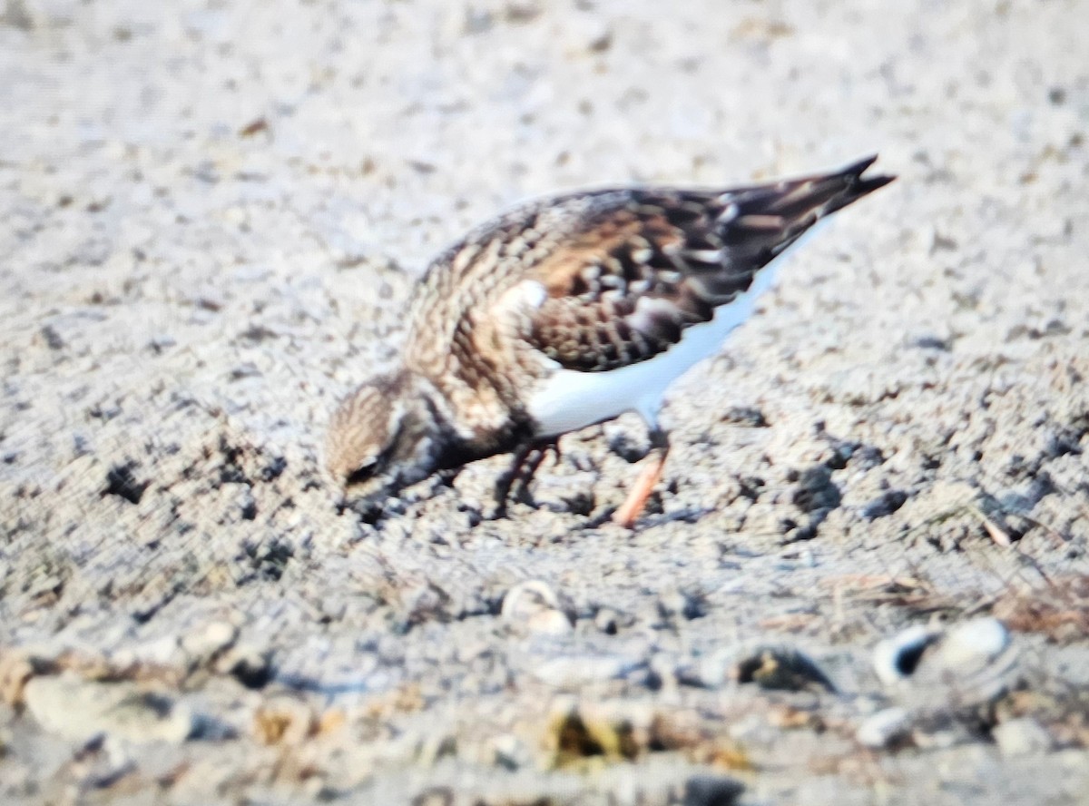 Ruddy Turnstone - ML646375238