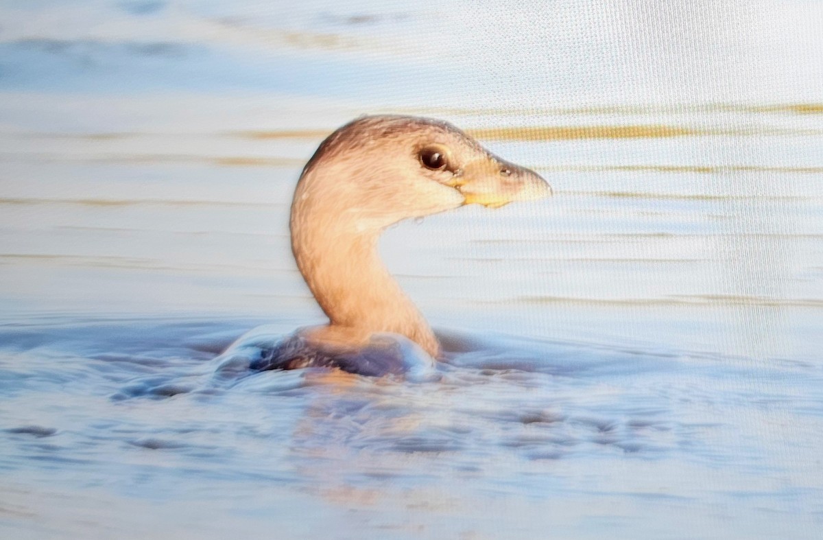 Pied-billed Grebe - ML646375239