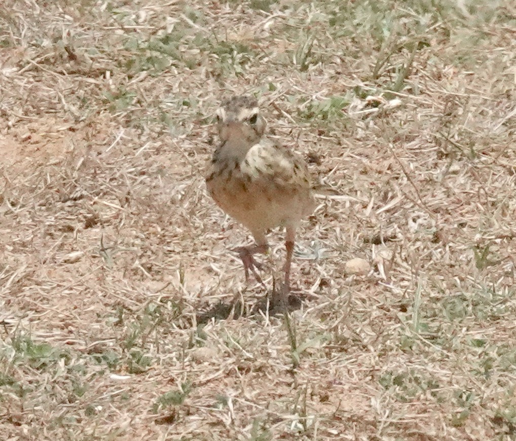 Paddyfield Pipit - ML646375241