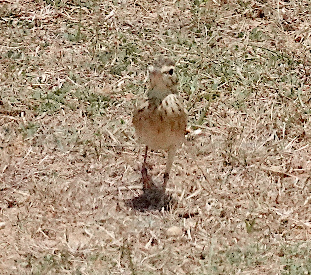 Paddyfield Pipit - ML646375242