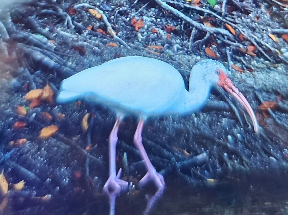 White Ibis - ML646375244