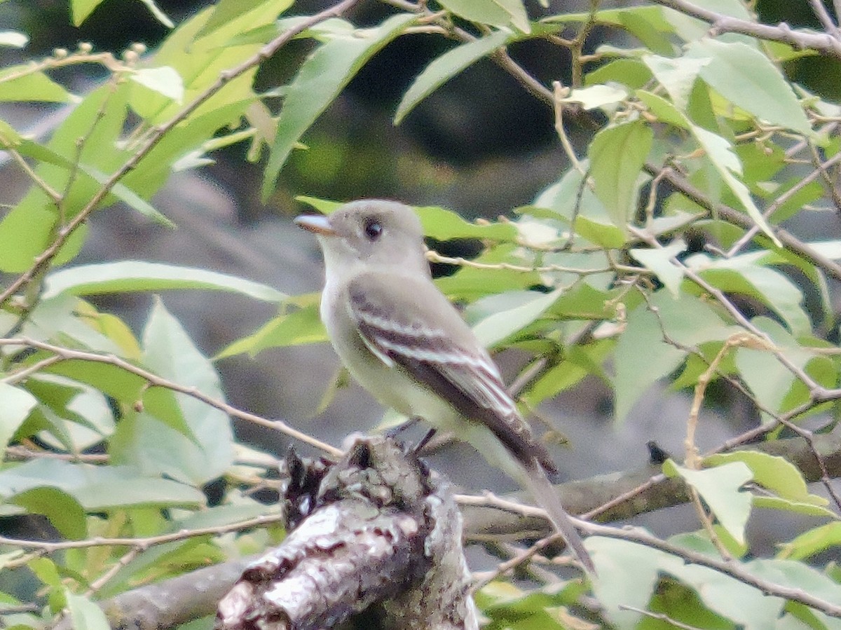 Willow Flycatcher - ML646375245