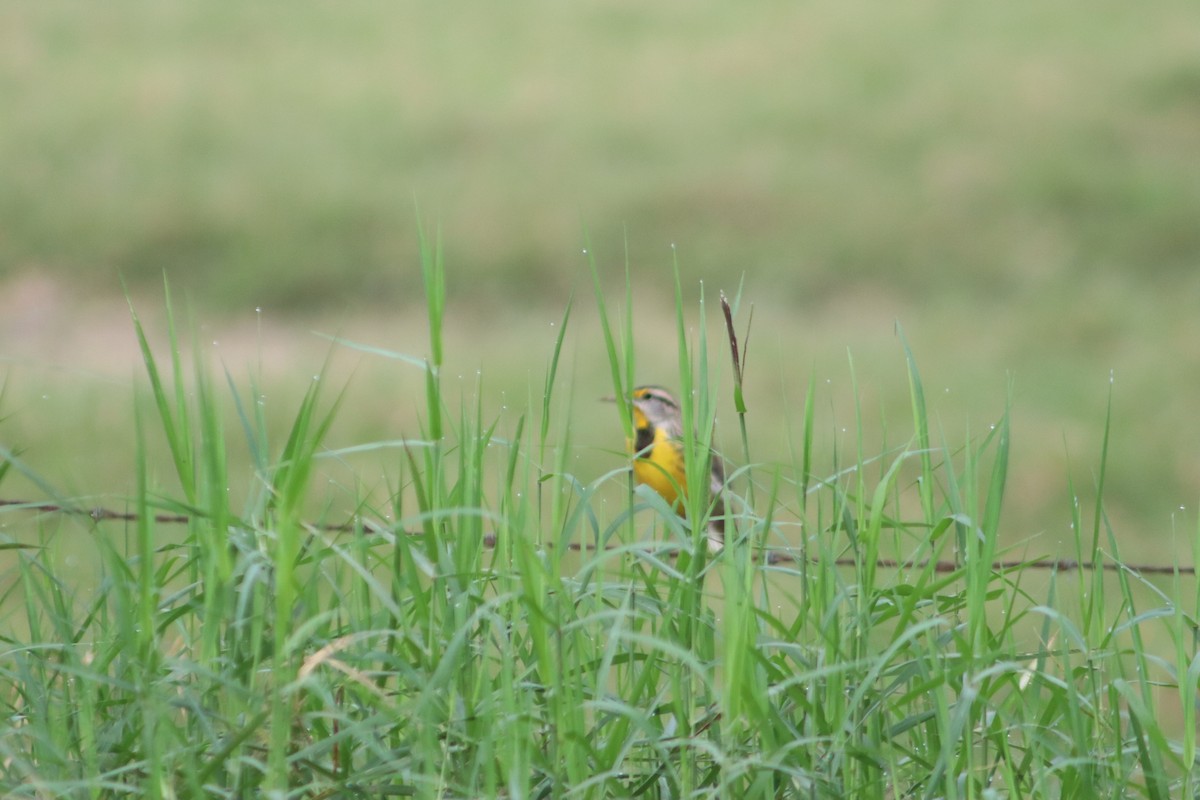 Eastern Meadowlark - ML646375246